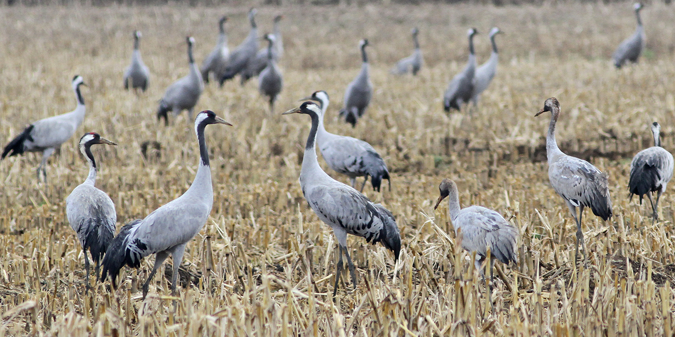 Grues cendrées